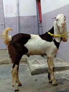 desi Bakra dannto my kera hy Ando hy gar ka Pala qurbani k ly best hy