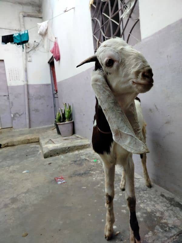 desi Bakra dannto my kera hy Ando hy gar ka Pala qurbani k ly best hy 2