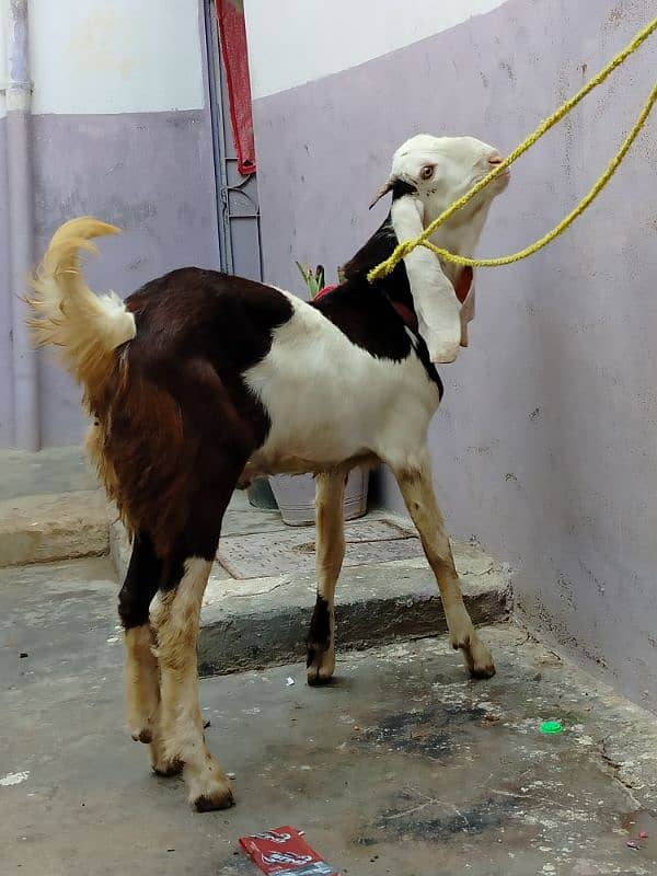 desi Bakra dannto my kera hy Ando hy gar ka Pala qurbani k ly best hy 4