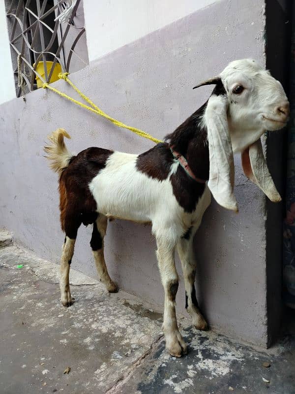 desi Bakra dannto my kera hy Ando hy gar ka Pala qurbani k ly best hy 5