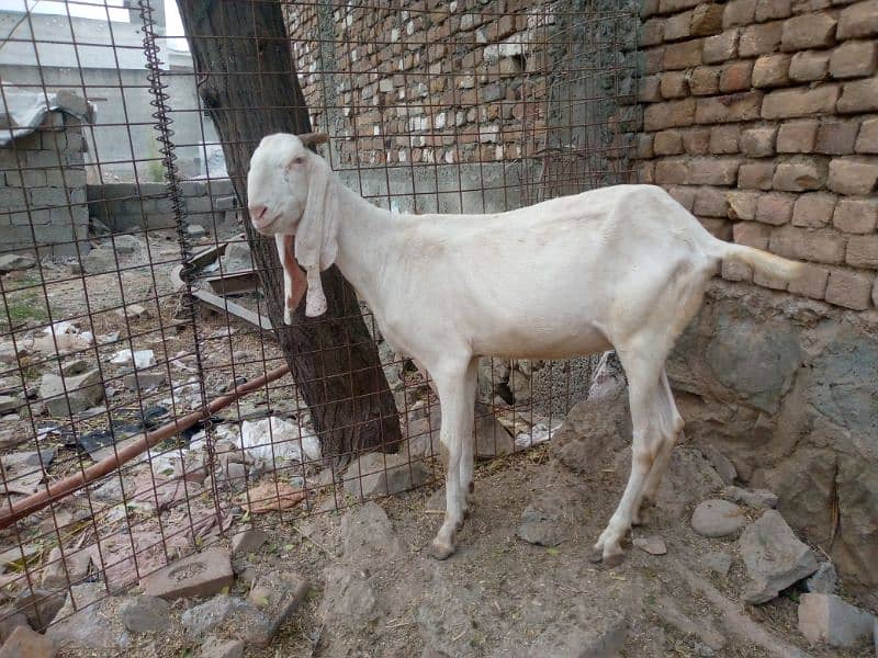 gulabi donda fresh active nasli breeder 10