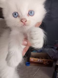 persian kitten | Doll face kitten | persian cat | doll face cat