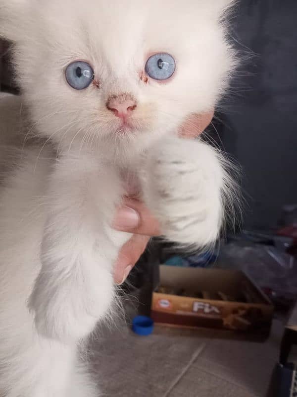 persian kitten | Doll face kitten | persian cat | doll face cat 0