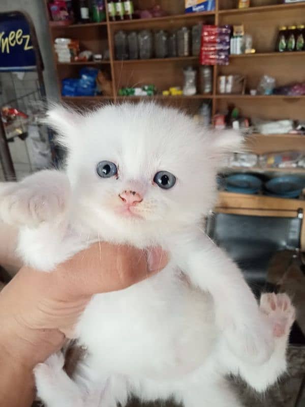 persian kitten | Doll face kitten | persian cat | doll face cat 2