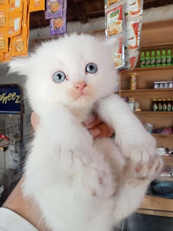 persian kitten | Doll face kitten | persian cat | doll face cat 3