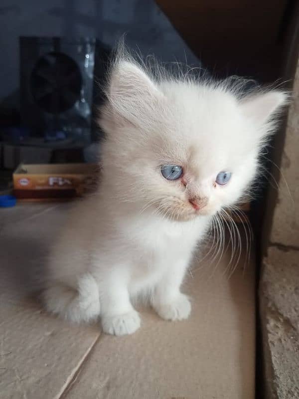 persian kitten | Doll face kitten | persian cat | doll face cat 5