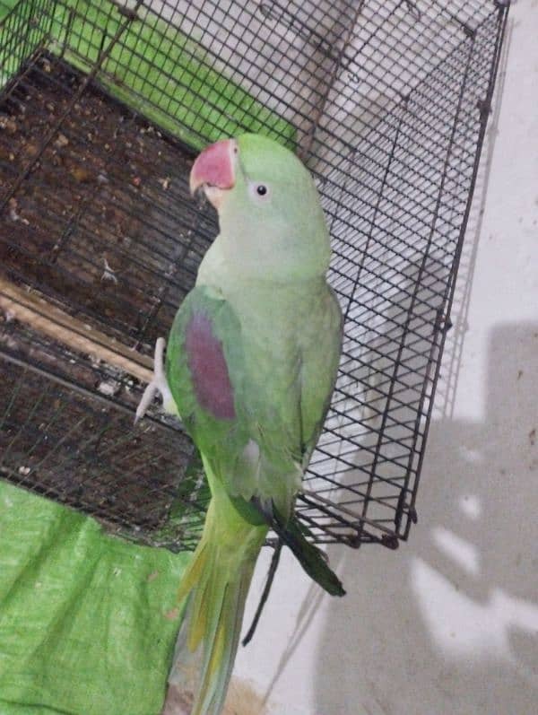 parrot 1