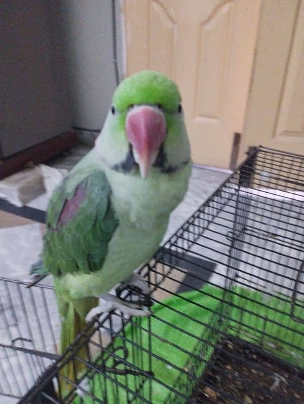 parrot 2