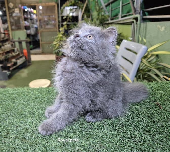 Gray color pure Persian Triple coat Fluffy kitten 0