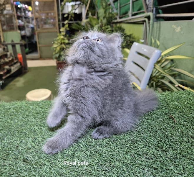 Gray color pure Persian Triple coat Fluffy kitten 1