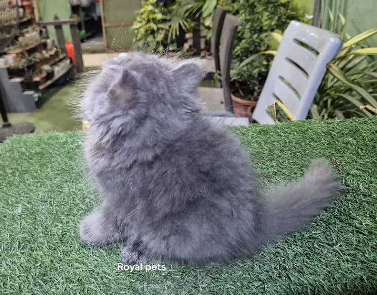 Gray color pure Persian Triple coat Fluffy kitten 2