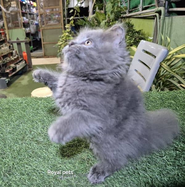 Gray color pure Persian Triple coat Fluffy kitten 3