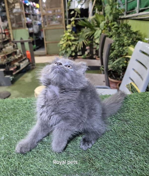 Gray color pure Persian Triple coat Fluffy kitten 4