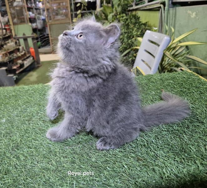 Gray color pure Persian Triple coat Fluffy kitten 5