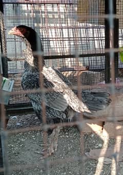 Aseel Breeder hens for Sale