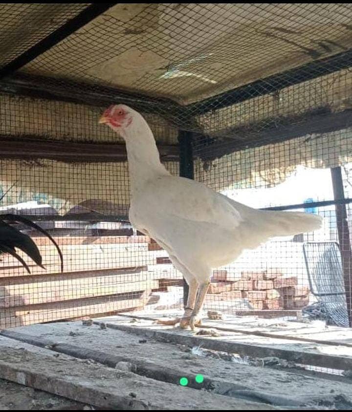 Aseel Breeder hens for Sale 1