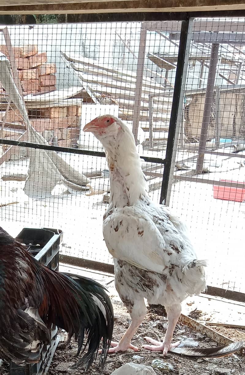 Aseel Breeder hens for Sale 2