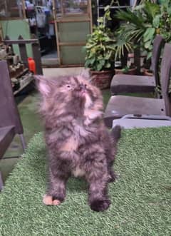 Tortoise shell color  Fluffy Persian kitten