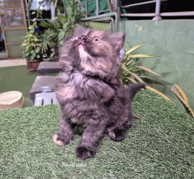 Tortoise shell color  Fluffy Persian kitten 2