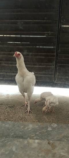 White aseel female with two chiks