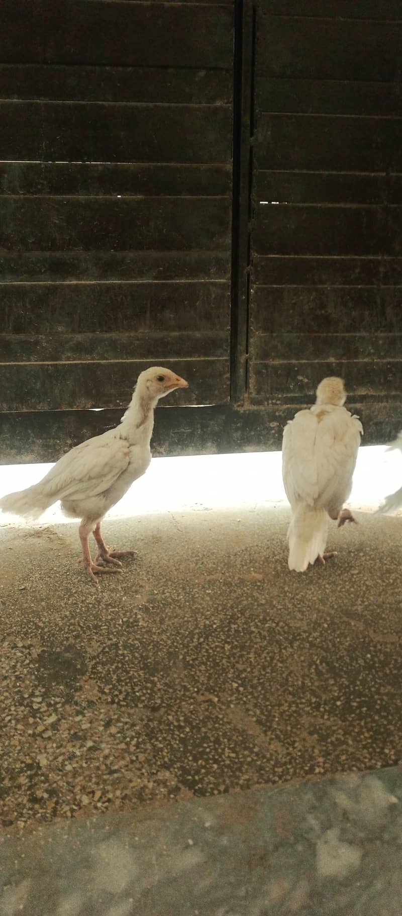 White aseel female with two chiks 1