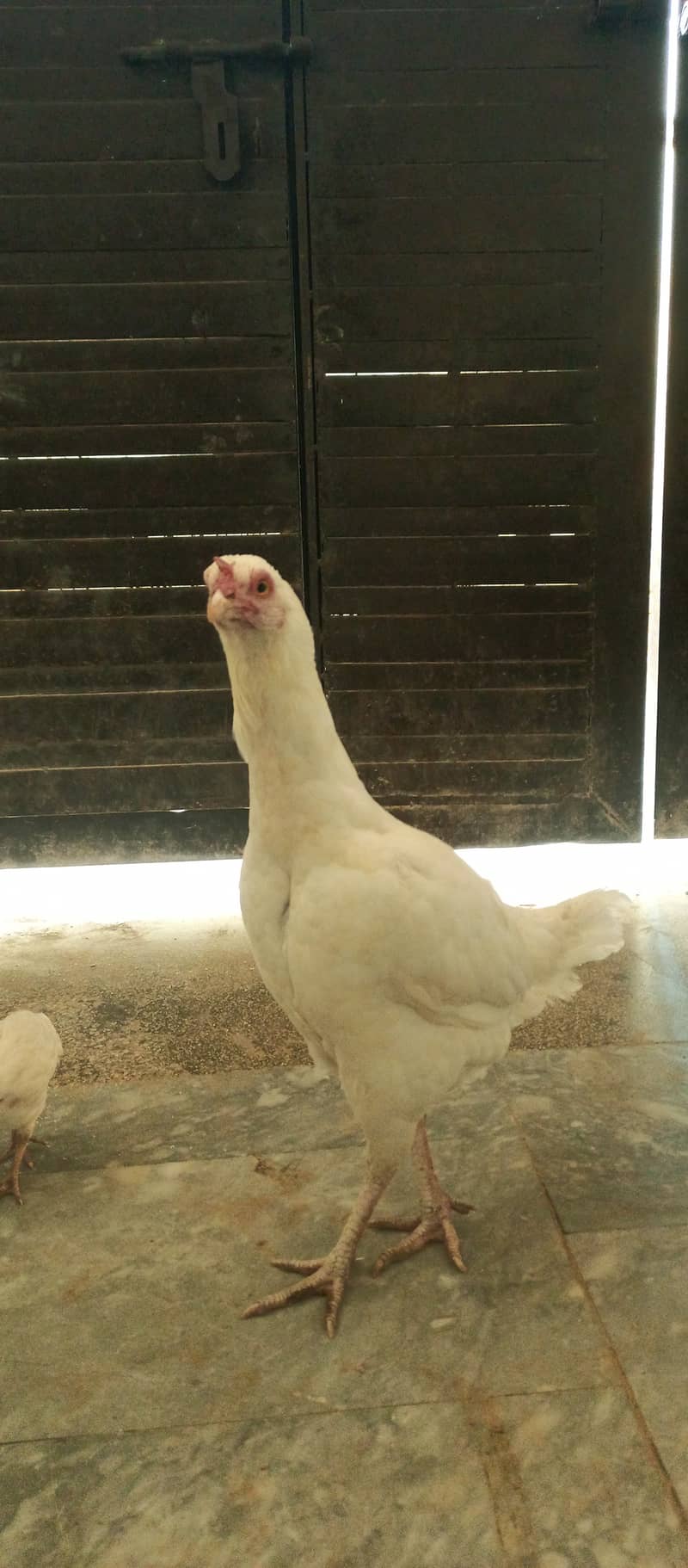 White aseel female with two chiks 2