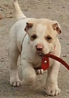 alabai dog pair 2 months for sale security dog