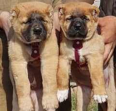 kurdish Kangal dog pair 2 months for sale security dog