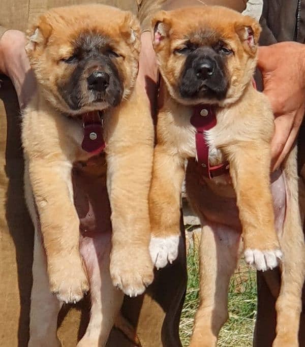 kurdish Kangal dog pair 2 months for sale security dog 1