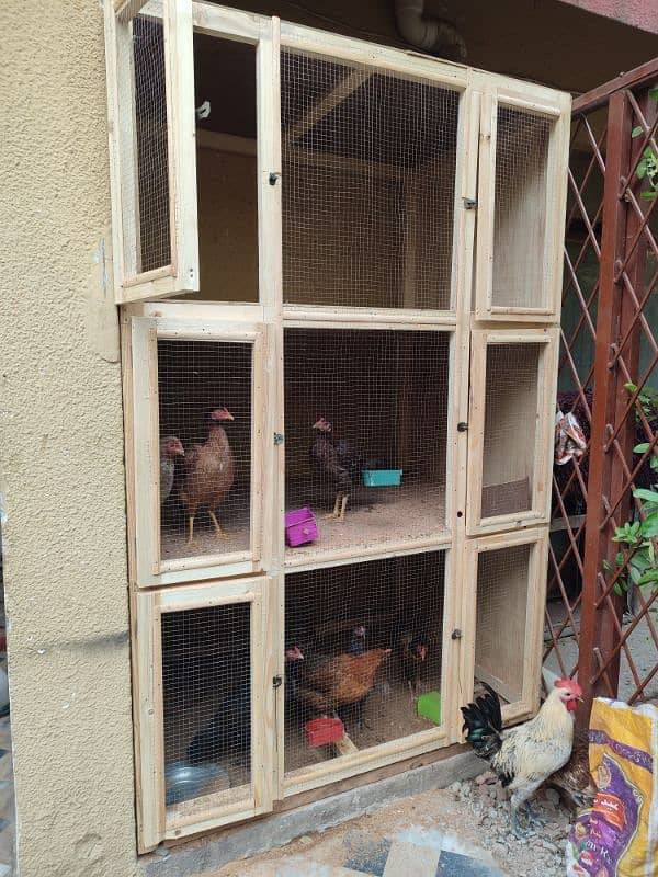 wooden cage made 3 days ago 2