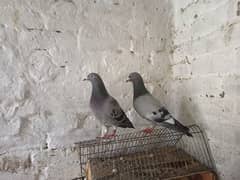 raser kassad pigeon