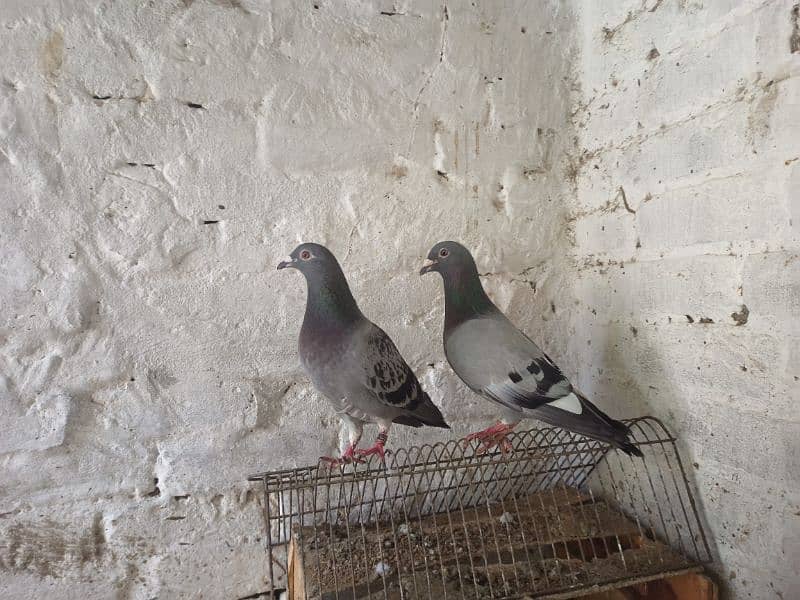 raser kassad pigeon 0