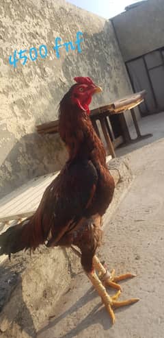 Aseel pair for sale healthy and active  rate final ha