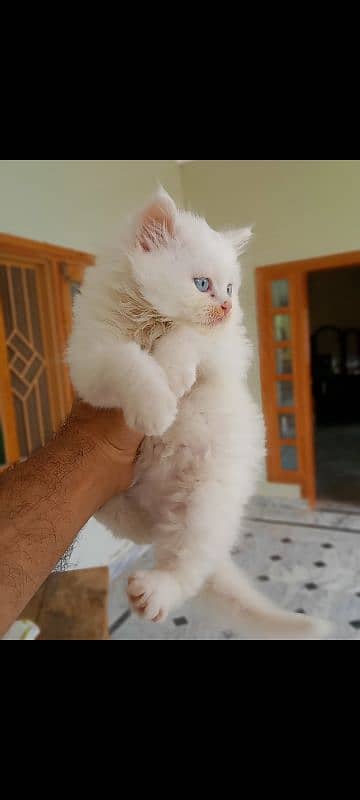 persian 1