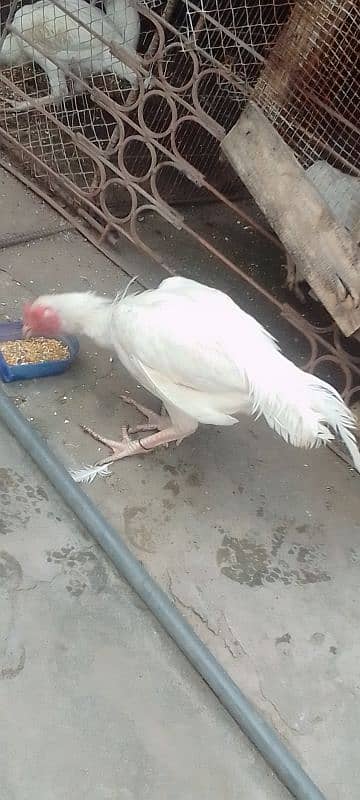 Heera patha for sale white nook nali ma ha contact 03235595957 3