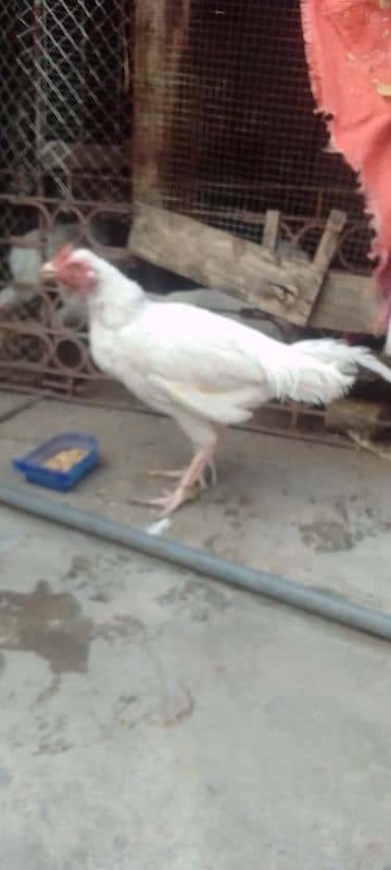 Heera patha for sale white nook nali ma ha contact 03235595957 5