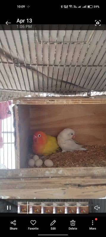 love birds and cages available for sale 3