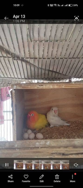 love birds and cages available for sale 4