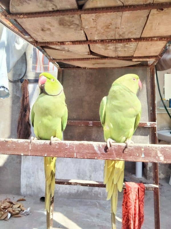 love birds and cages available for sale 5