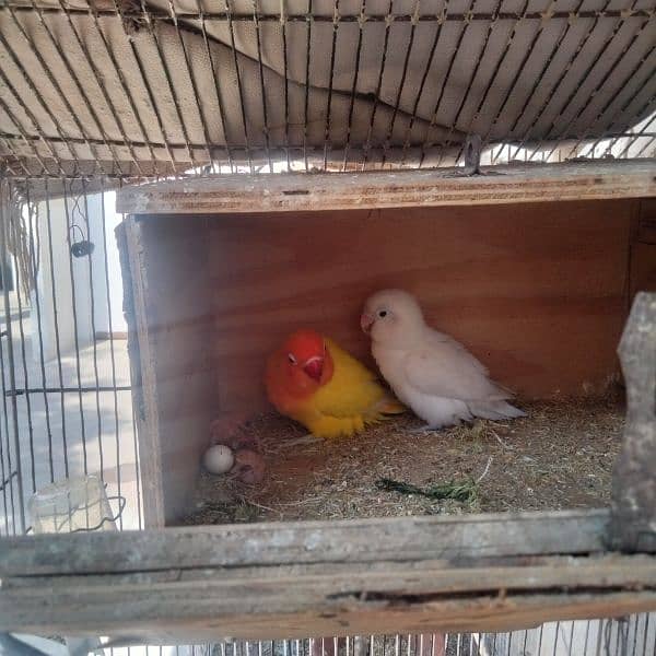 love birds and cages available for sale 8