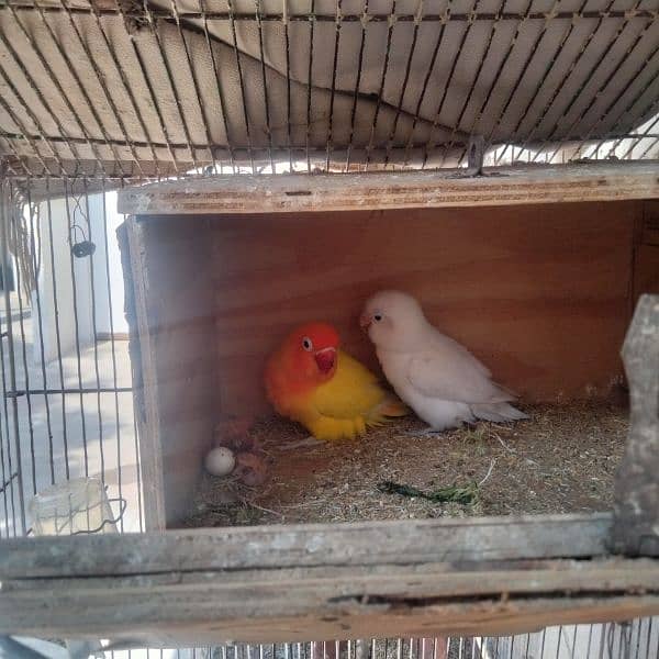 love birds and cages available for sale 9