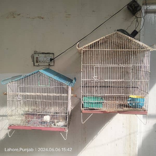 love birds and cages available for sale 10