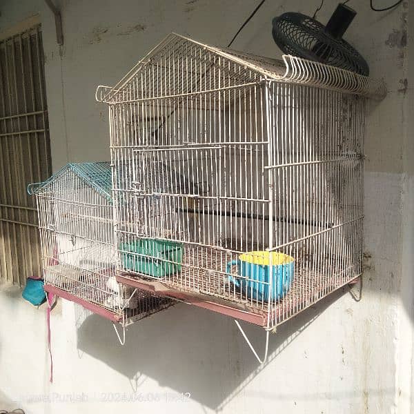 love birds and cages available for sale 11