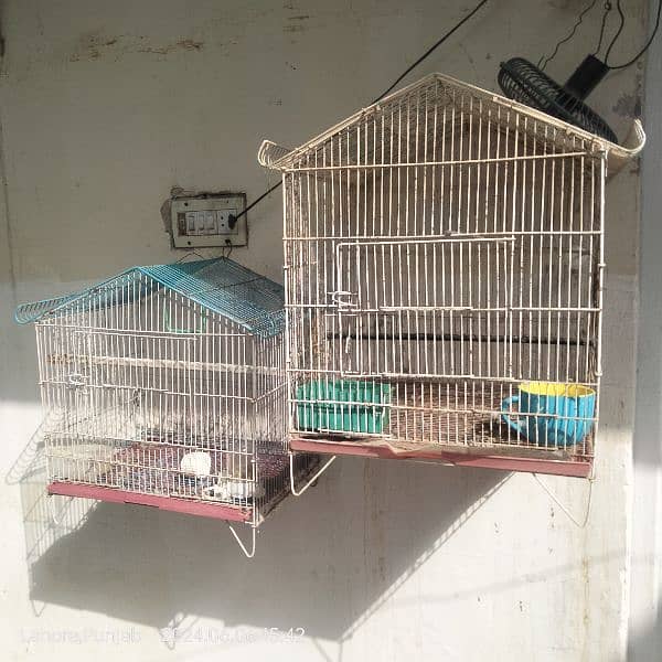 love birds and cages available for sale 12