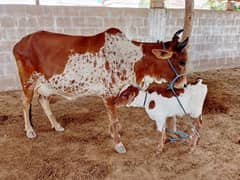 Best Cows & Bachia for Milk & Qurbani for sale