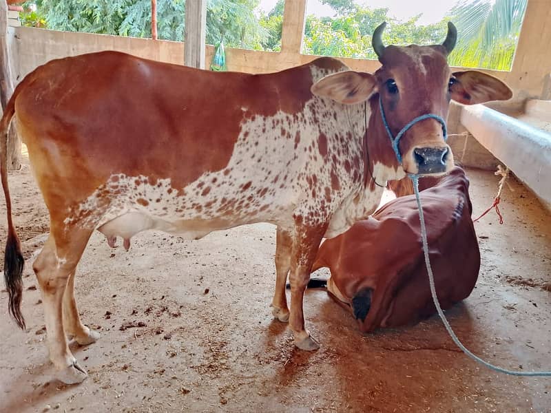 Best Cows & Bachia for Milk & Qurbani for sale 2