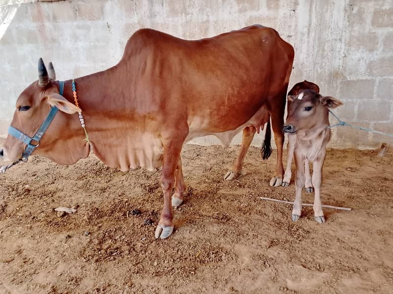 Best Cows & Bachia for Milk & Qurbani for sale 3