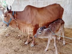 Best Cows & Bachia for Milk & Qurbani for sale