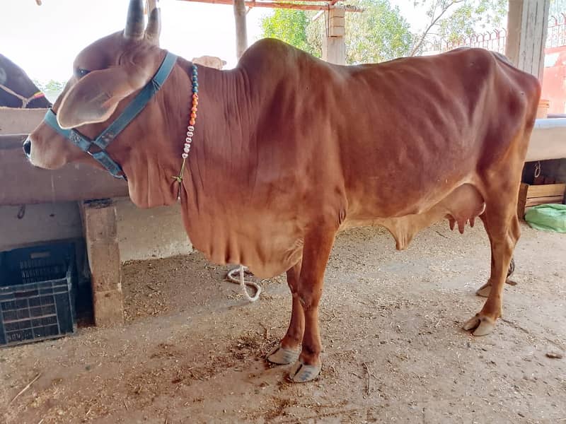 Best Cows & Bachia for Milk & Qurbani for sale 5