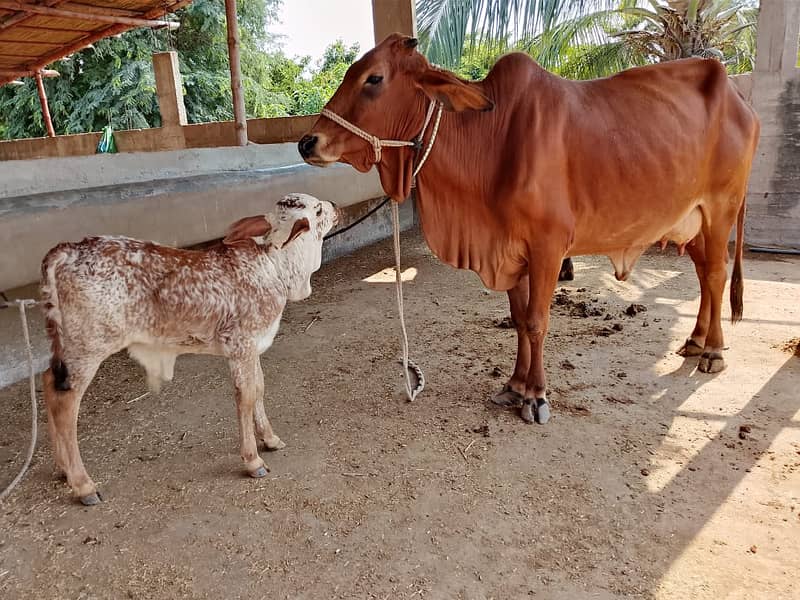 Best Cows & Bachia for Milk & Qurbani for sale 6